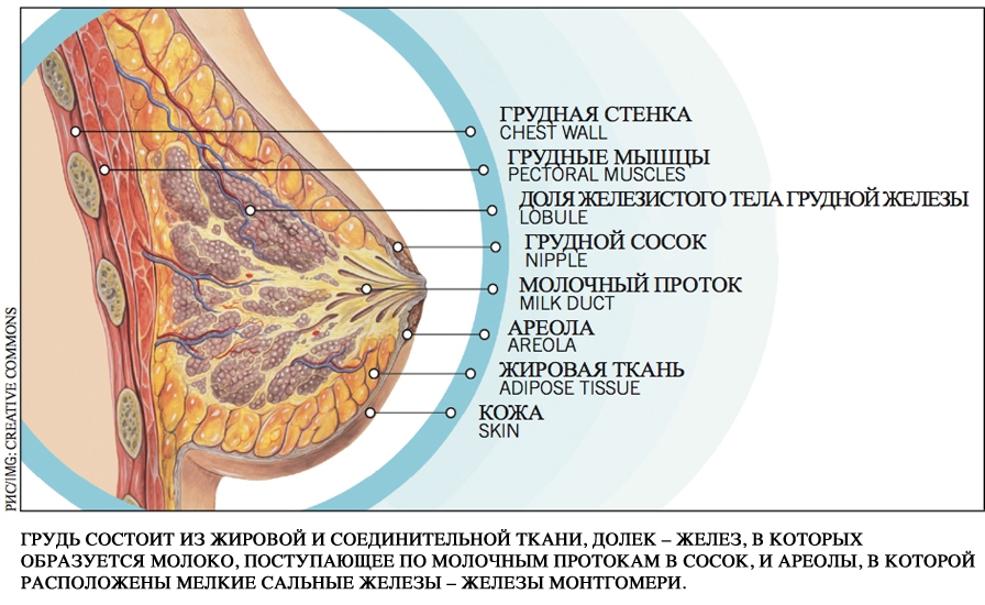 Фото Удаленной Молочной Железы